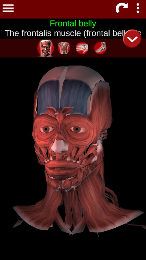 1-Muscular System 3D ID:anatomy