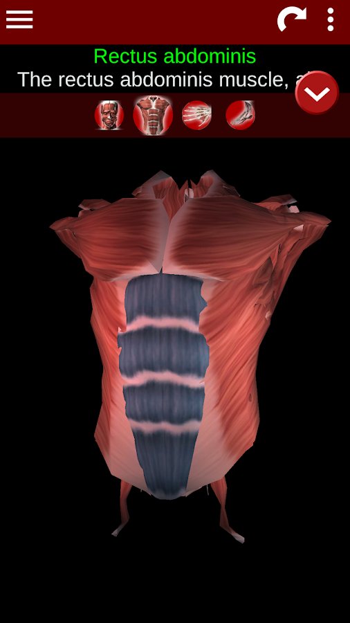 2-Muscular System 3D ID:anatomy