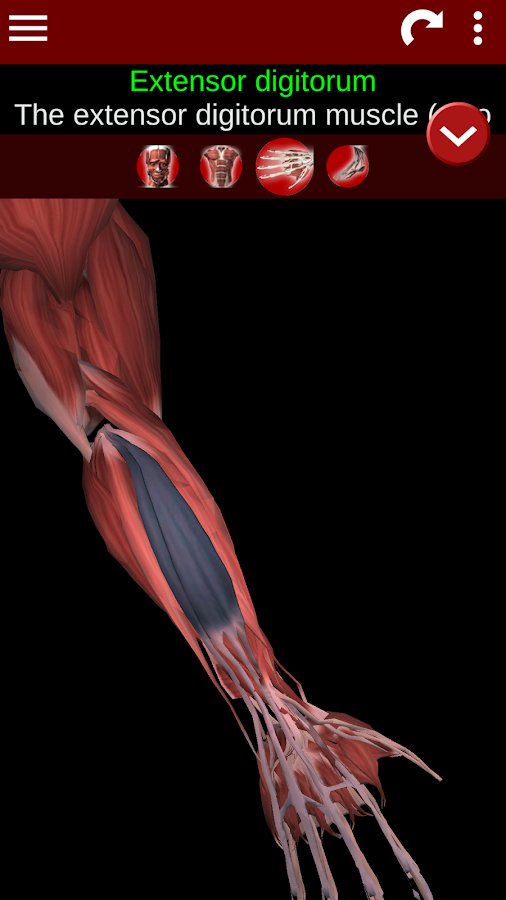 3-Muscular System 3D ID:anatomy