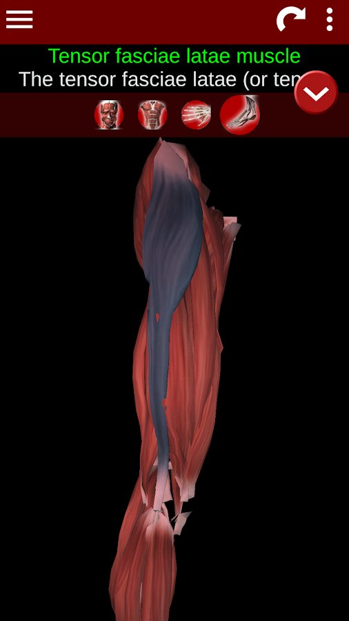 4-Muscular System 3D ID:anatomy