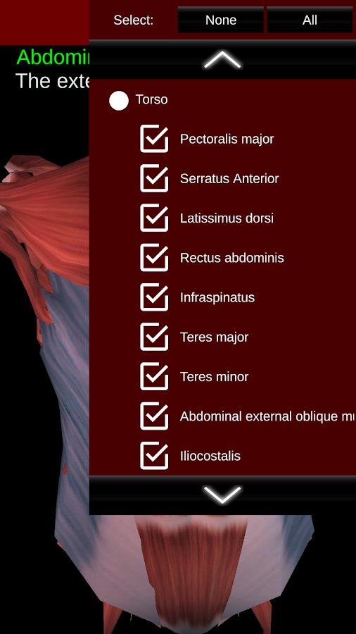 5-Muscular System 3D ID:anatomy