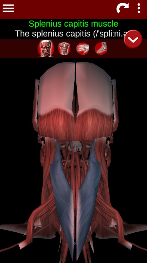 6-Muscular System 3D ID:anatomy