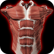Muscular System 3D ID:anatomy