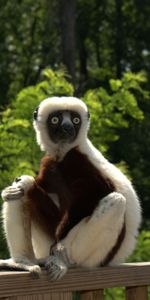 Lémur,Zoboomafoo,Zoboo,Animales,2014