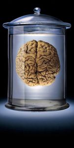 3D,Bank,Jar,Brown,Glass,Brain