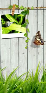 Abstract,Grass,Art,Landscape,Butterflies