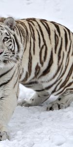 Albino,Tiger,Winter,Snow,Animals