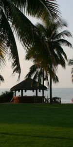 Alcove,Bower,Nature,Palms,Meadow