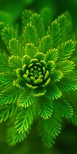 Algae,Close Up,Macro,Seaweed,Plant