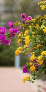 Lisse,Bougainvillier,Bougainvillée,Lantana,Lanthane,Ruelle,Fleurs,Flou,Floraison