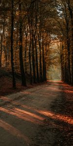 Alley,Nature,Trees,Autumn,Beams,Rays,Road