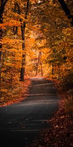 Alley,Nature,Trees,Autumn,Path,Foliage