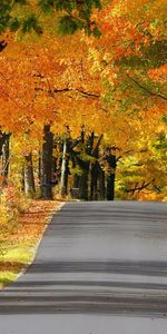 Alley,Nature,Trees,Autumn,Road,Asphalt,Wisconsin