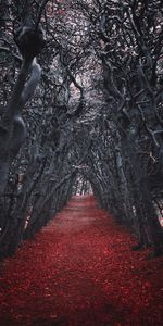 Alley,Nature,Trees,Autumn,Track