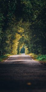 Alley,Nature,Trees,Branches,Path