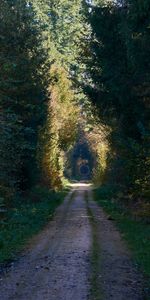 Alley,Nature,Trees,Road,Forest