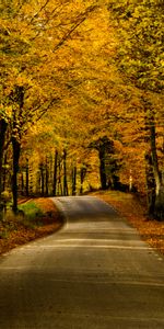 Alley,Road,Dahl,Nature,Trees,Distance,Autumn