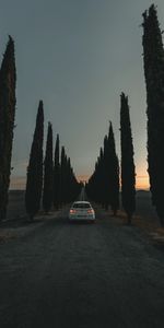 Alley,Trees,Cars,Dusk,Twilight,Road,Car,Machine