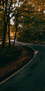 Alley,Trees,Dahl,Winding,Sinuous,Nature,Distance