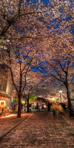 Árboles,Noche,Ciudad,Callejón,Ciudades,Parque,Hdr,El Parque