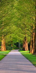 Alley,Trees,Grass,Nature,Summer