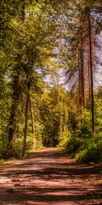 Alley,Trees,Road,Forest,Nature