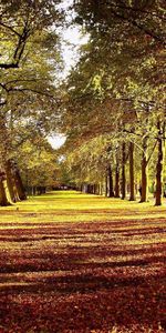 Nature,Feuilles,Route,Arbres,Ruelle,Ombres,Ombre