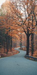 Enroulement,Sinueux,Nature,Route,Ruelle,Arbres,Automne