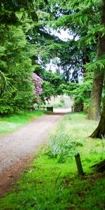 Alley,Trees,Summer,Ladder,Gate,Wicket,Gangway,Nature