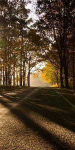 Alley,Trees,Sun,Shine,Light,Asphalt,Shadows,Nature,Park,Autumn