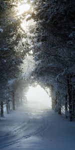 Alley,Winter,Trees,Snow,Track,Nature