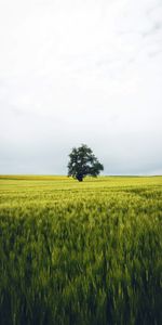 Alone,Nature,Wood,Tree,Field,Lonely,Landscape