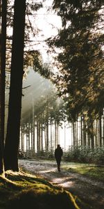 Arbres,Solitude,Seule,Forêt,Divers,Solitaire