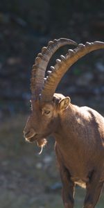 Chèvre De Montagne,Animaux,Cornes,Alpes