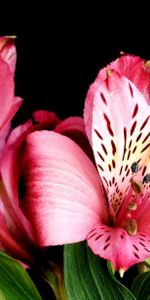 Alstrameria,Flowers,Close Up,Black Background