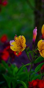 Alstroemeria,Flowerbed,Flower Bed,Flowers,Flowering,Bloom