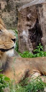 Gros Chat,Animal,Roi Des Bêtes,Animaux,Fauve,Un Lion,Lion