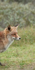 Faune,Animal,Animaux,Un Renard,Marron,Renard