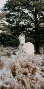 Animales,Animal,Caballo