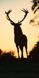 Animal,Sombre,Silhouette,Cerf