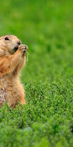 Comida,Ardilla De Tierra,Ardilla Terrestre,Animales,Hierba,Animal