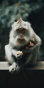 Animal,Japanese Macaque,Animals,Grey,Monkey