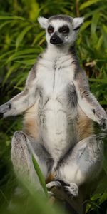 Animal,Lemur,Animals,Meditation