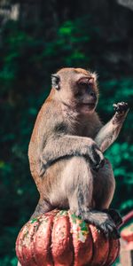 Animales,Un Mono,Mono,Animal,Gorro De Cocinero,Macaco