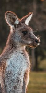 Kangaroo,Laine,Animaux,Animal,Chéri,Agréable