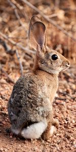 Oreilles,Lièvre,Animaux,Animal,Agréable,Chéri,Lapin