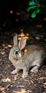 Animales,Animal,Querido,Lindo,Conejo,Liebre