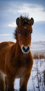 Animales,Marrón,Poni,Animal,Caballo