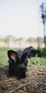 Animal,Lièvre,Animaux,Le Noir,Lapin