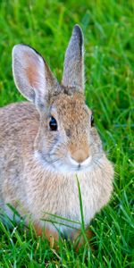 Animales,Hierba,Animal,Conejo,Liebre